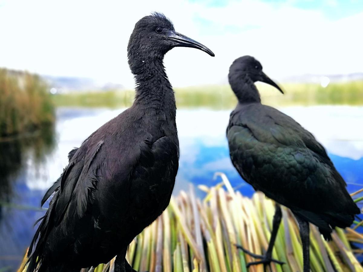 Ecoturismo, Los Uros Πούνο Εξωτερικό φωτογραφία